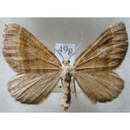 Scotopteryx chenopodiata (Linnaeus, 1758) male Paśnik komosiak Czech49g